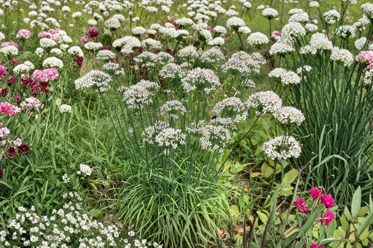Garlic Chives Seeds, Allium Tuberosum, 100+ Herb Seeds for Garden, Asian Cuisine, Perennial Herb, Container Growing
