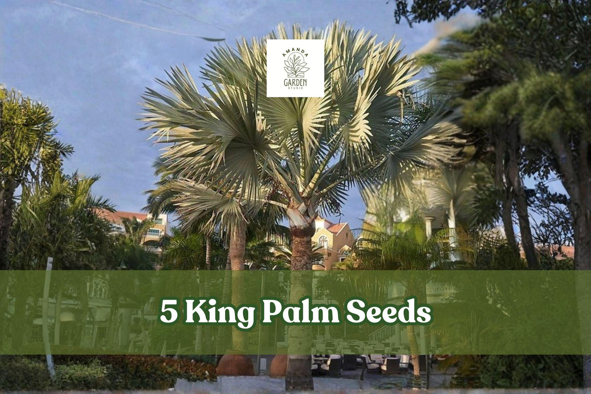 5 King Palm Seeds – Tropical Palm Tree Archontophoenix spp. for Outdoor & Container Planting