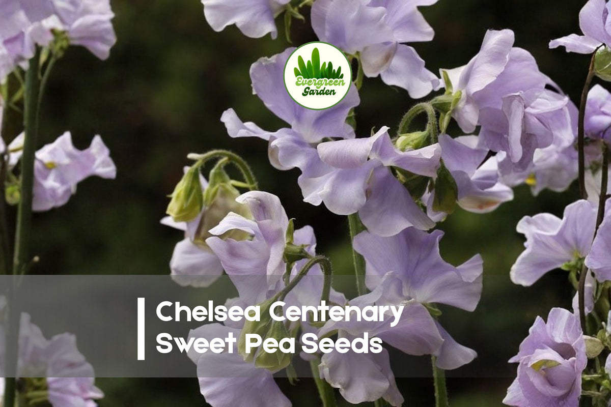 Chelsea Centenary Sweet Pea Seeds, Pink Fragrant Climbing Vine, Lathyrus odoratus, 50+ Seeds