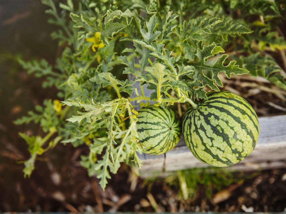 Sugar Baby Watermelon Seeds – Heirloom Icebox Variety, Compact Garden Fruit, 10 Seeds, Sweet, Dark Green Rind, Bright Red Flesh