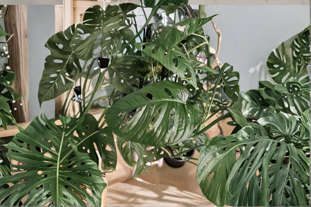 Monstera adansonii Cuttings – 2 Leaves Each, Tropical Climbing Plant, Swiss Cheese Plant, Indoor Houseplant, Perennial Foliage