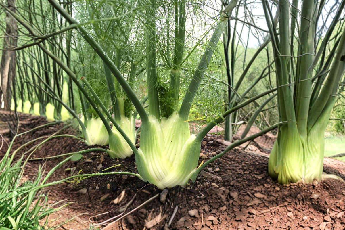 Florence Fennel Seeds, Heirloom Culinary Herb, Foeniculum Vulgare, 200+ Seeds for Garden, Bulb and Leaf, Anise Flavor