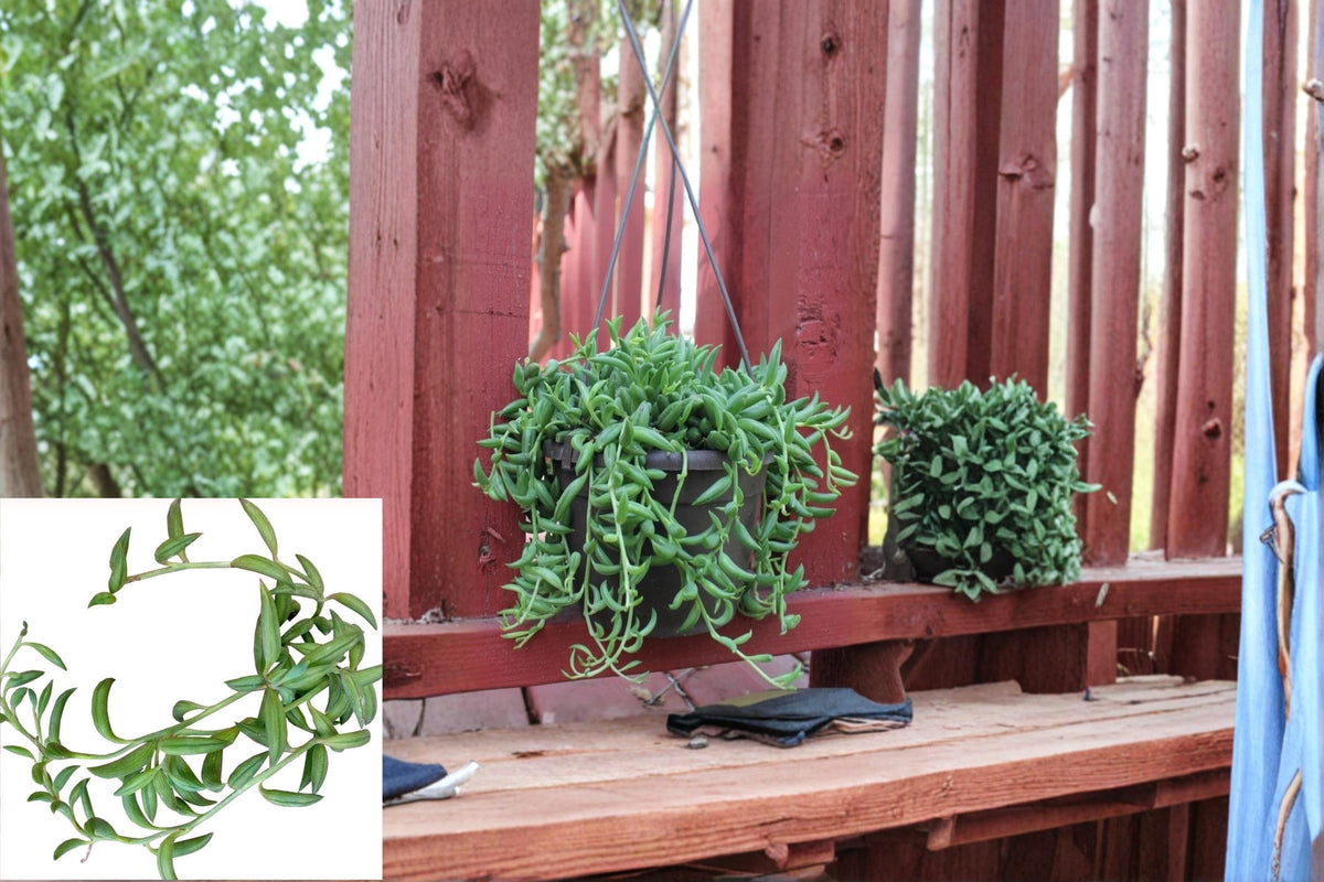 String of Bananas Cuttings - Trailing Succulent Curio radicans, 3-4" | Houseplant & Hanging Basket Plant
