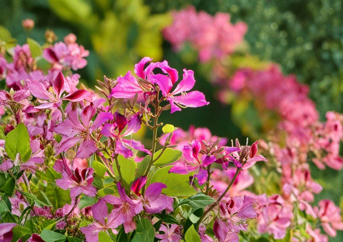 Bauhinia Purpurea Seeds – 10 Exotic Orchid Tree Flower Seeds, Purple Blooms, Tropical Ornamental Tree, Butterfly-Shaped Leaves