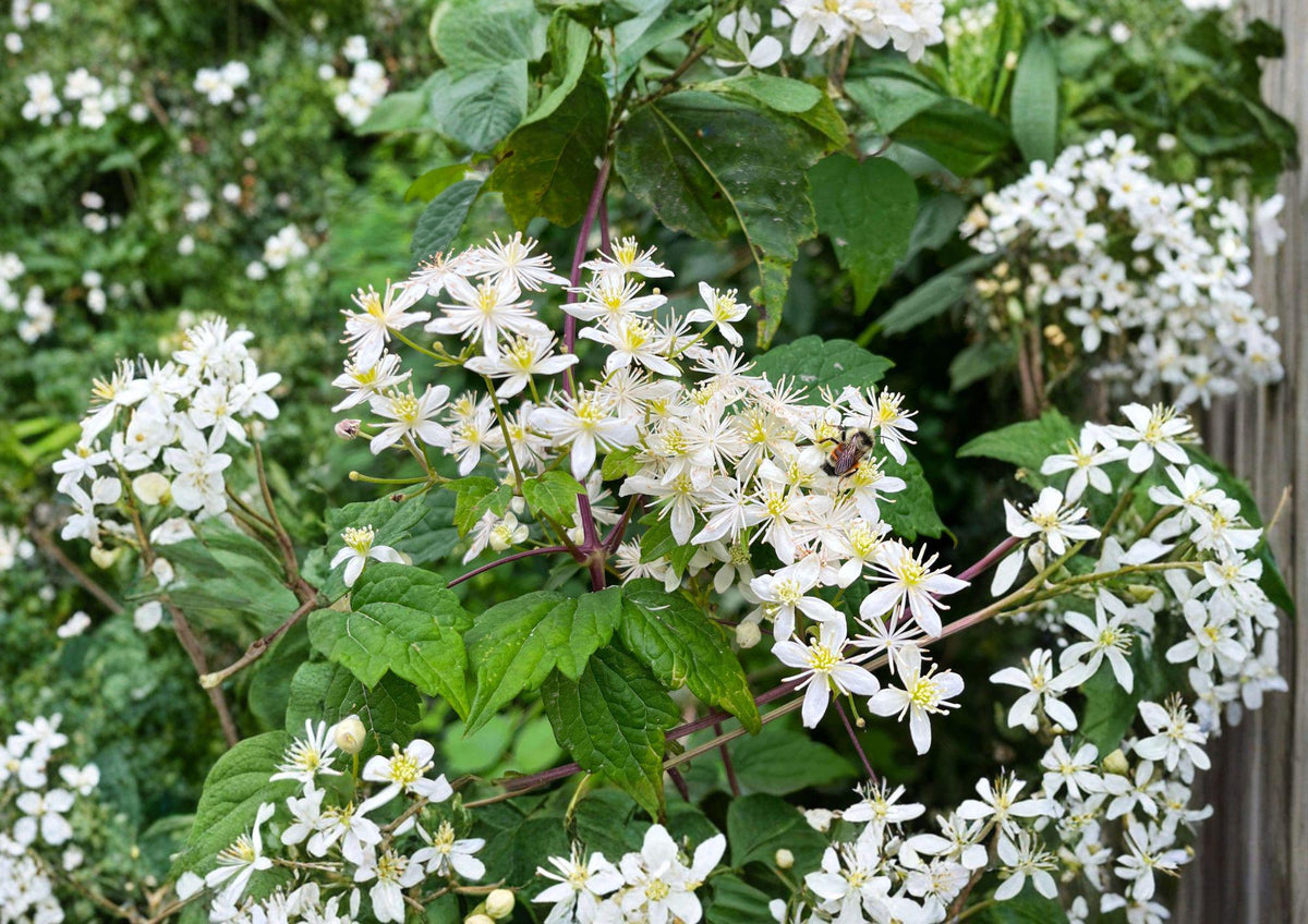 Clematis Virginiana Seeds – 50 Native Climbing Vine with Fragrant White Flowers, Decorative Seed Heads, Pollinator Friendly