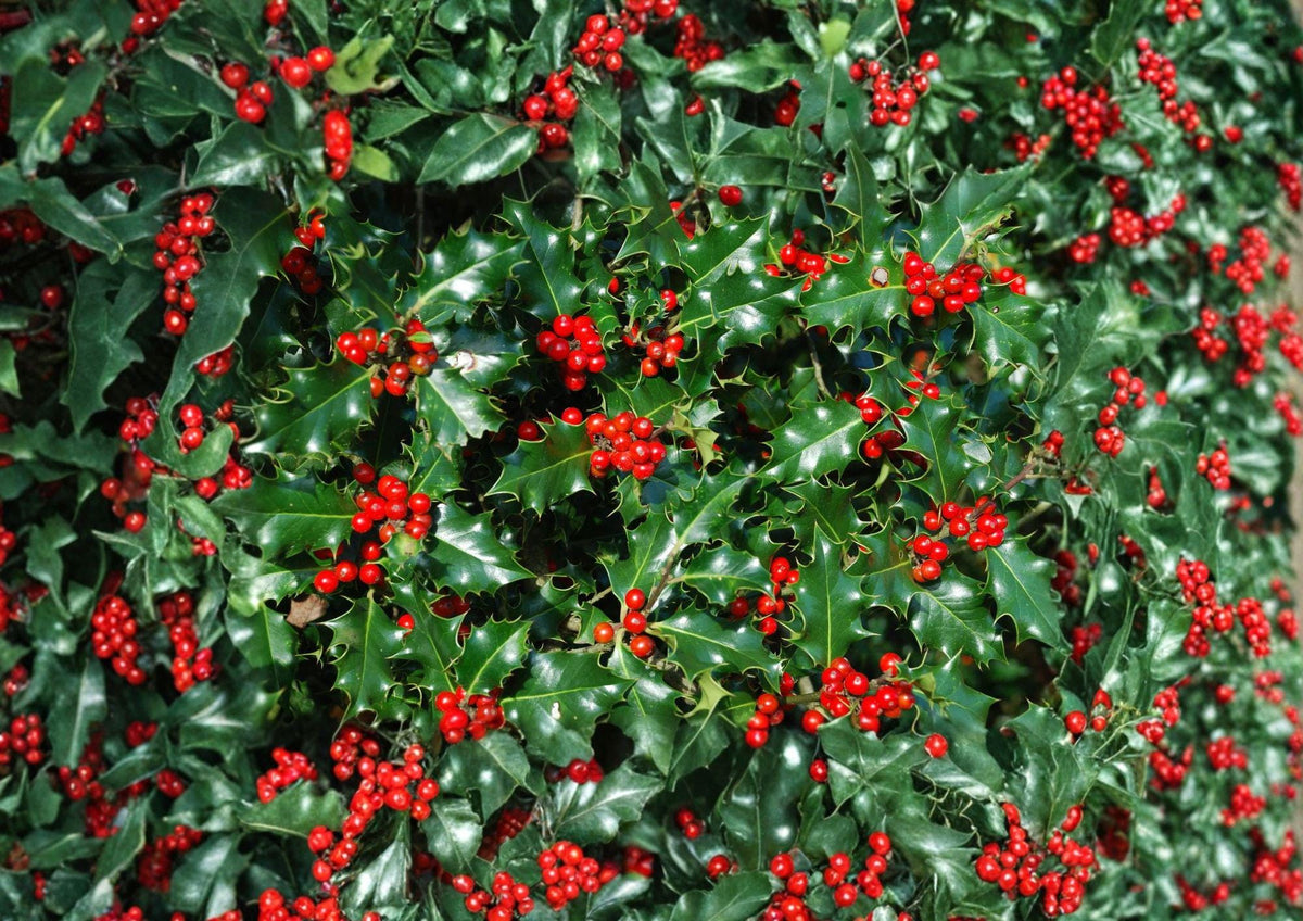English Holly Seeds – 10 Ilex Aquifolium Evergreen Red Berry Plant Seeds for Hedges, Landscape, and Winter Garden