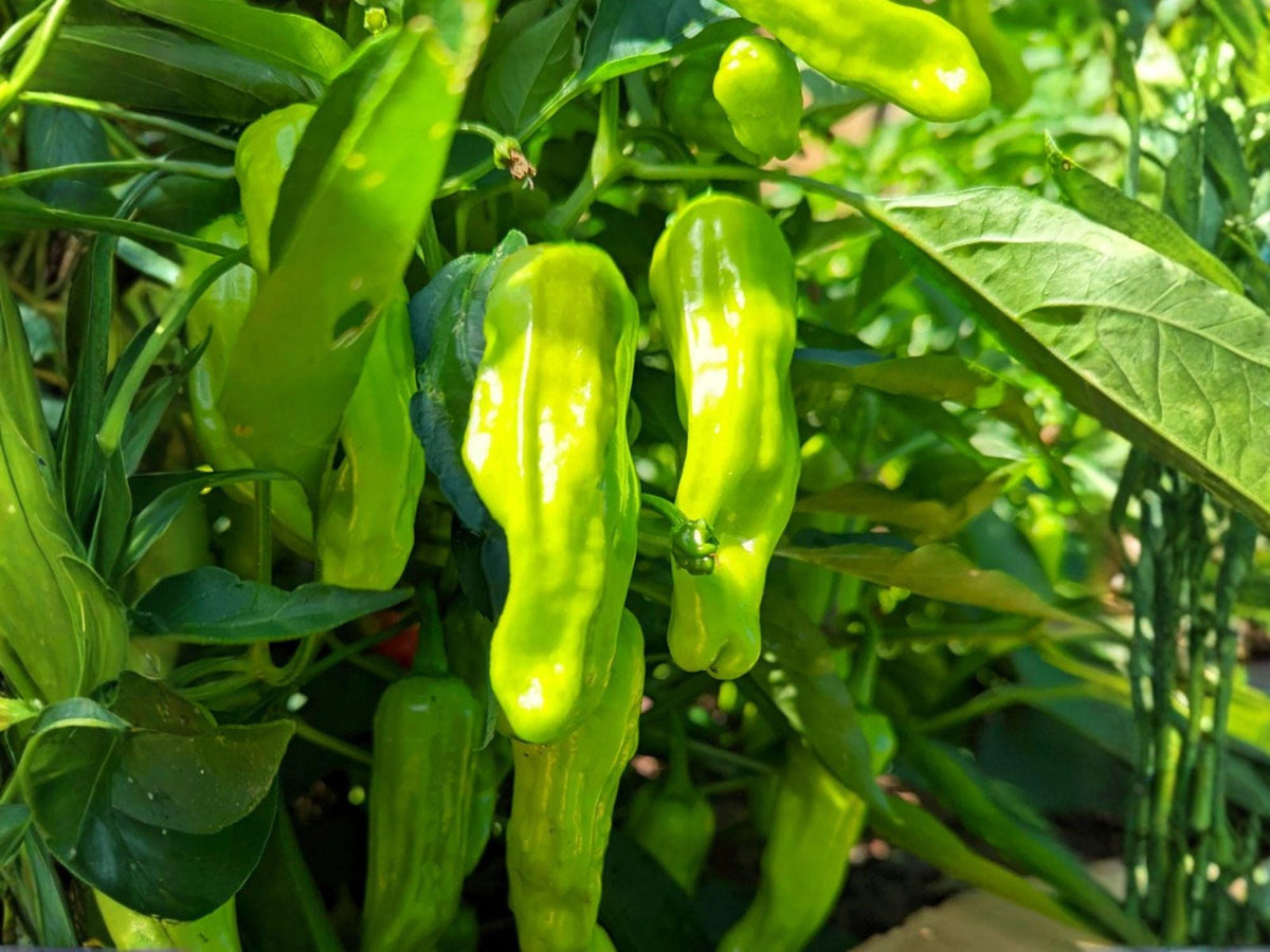 Heirloom Shishito Pepper Seeds – Japanese Frying Pepper, Mild Heat, High Yield, Gourmet Vegetable, Asian Hot Pepper, 25 Seeds