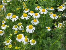 German Chamomile Seeds – Heirloom Non-GMO Herb for Tea & Garden, Matricaria recutita