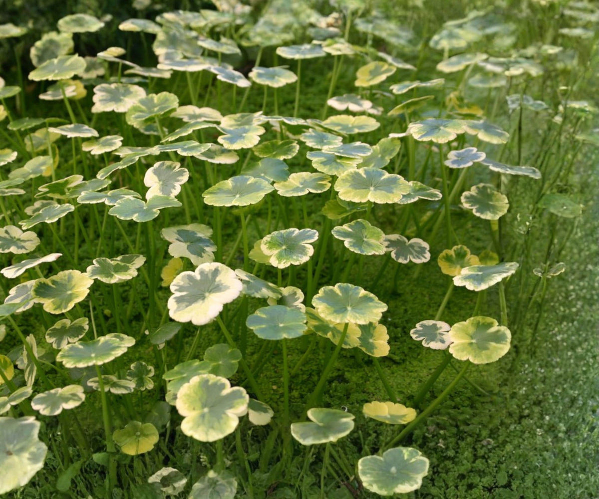 Variegated Pennywort Live Plant – Hydrocotyle ranunculoides 'Crystal Ball' – Aquatic Marginal Plant for Ponds & Water Gardens