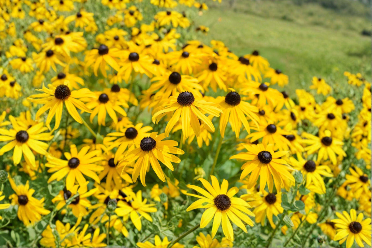 Black Eyed Susan Seeds | Rudbeckia Hirta Wildflower | Pollinator Friendly Perennial Flower for Gardens & Wildflower Meadows