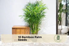 10 Bamboo Palm Seeds - Chamaedorea seifrizii Tropical Indoor & Outdoor Plant for Gardening, Ornamental Foliage, Easy to Grow