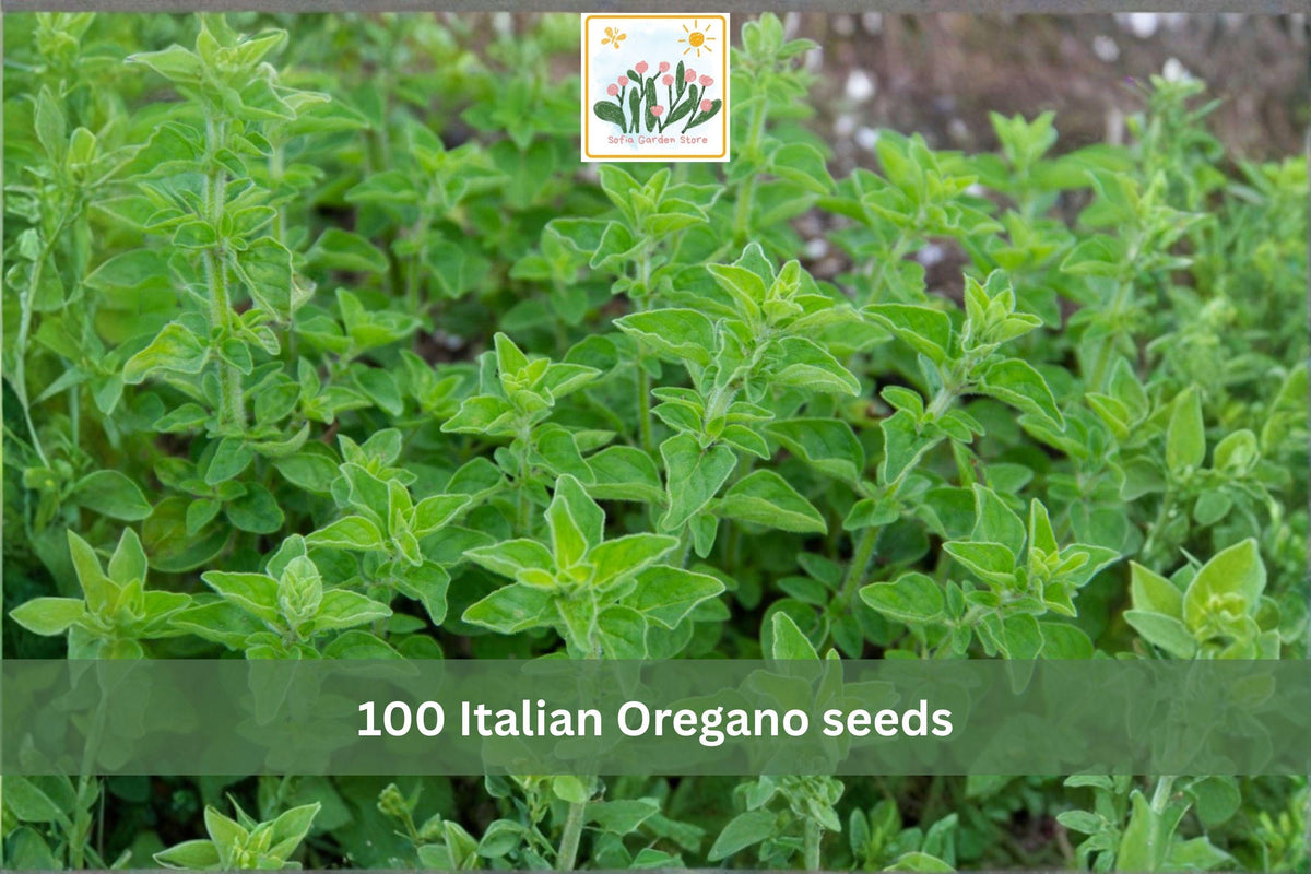 Italian Oregano Seeds – 100 Heirloom Perennial Herb Seeds for Garden, Container, Herb Garden, Origanum vulgare