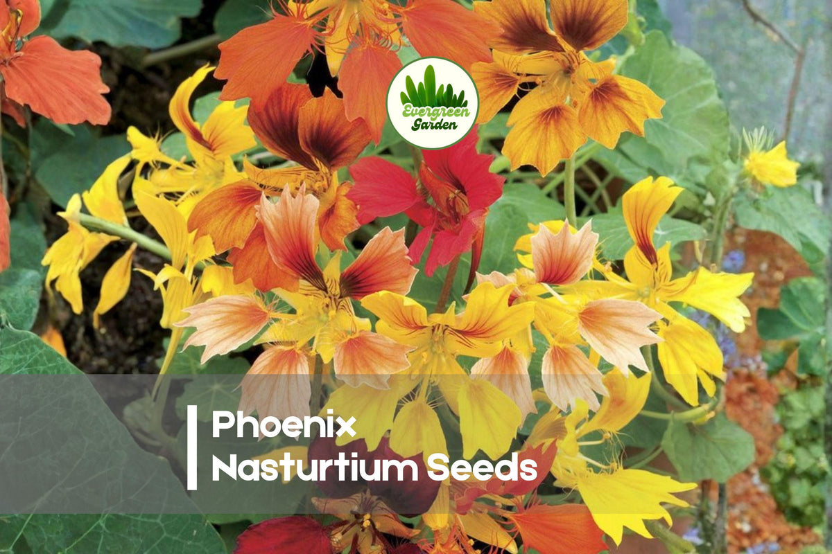 50 Phoenix Nasturtium Seeds - Tropaeolum majus, Fringed Orange Red Yellow Flowers, Edible, Annual, Garden, Container, Pollinator
