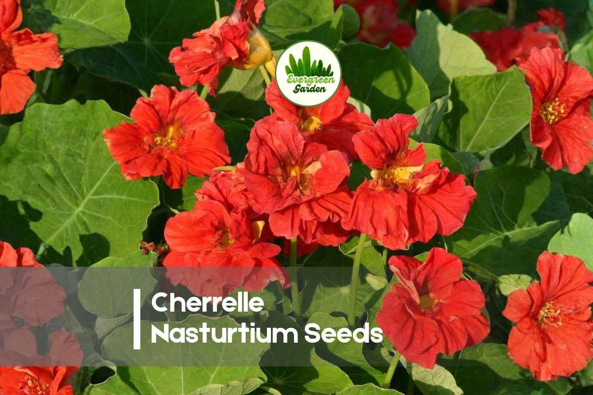 Cherrelle Nasturtium Seeds – Bi-Color Red, Orange & Yellow Flowers, Edible, Tropaeolum majus, Annual Garden Seeds