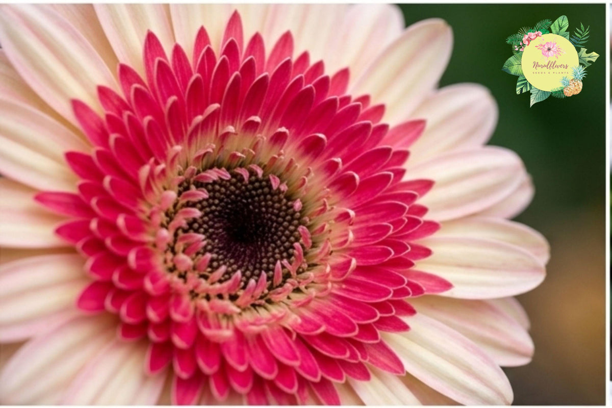 Gerbera Daisy Seeds – 50+ Annual Flower Seeds for Garden Beds, Bright Colors, Easy to Grow, Pollinator Attracting, Gerbera jamesonii