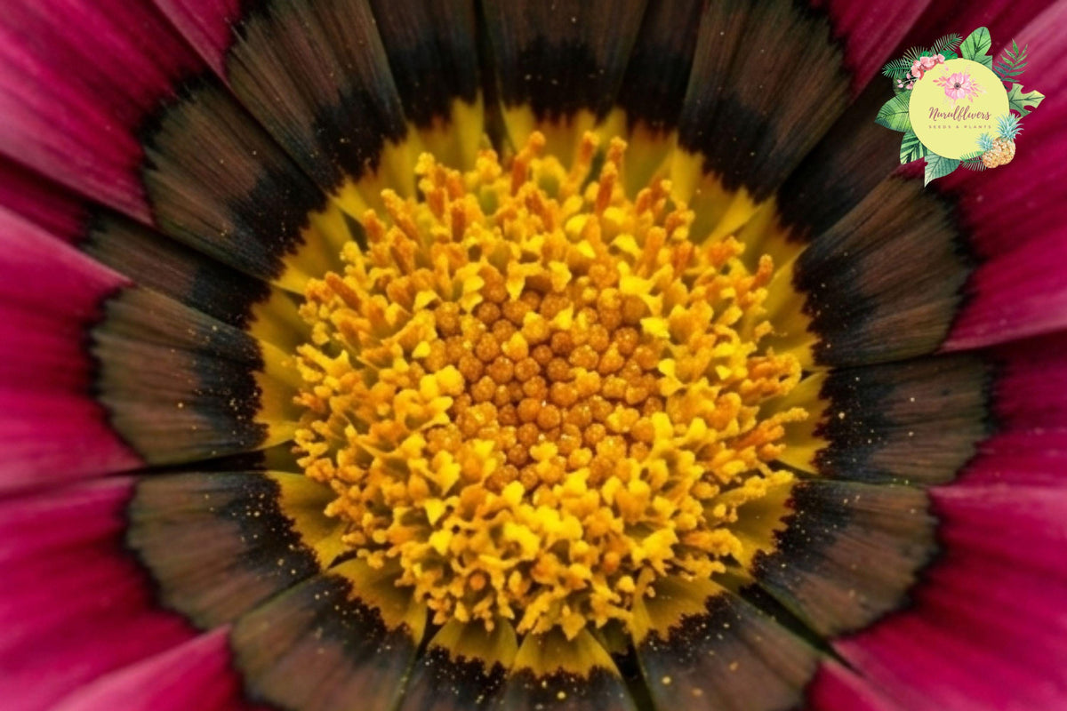 Gazania Seeds - Cherry Sweetheart Fragrant Non-GMO Flower Seeds for Garden, Bright Red Blooms, Gazania rigens, Drought-Tolerant, Easy to Grow