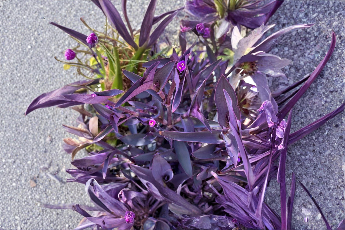 Purple Heart Cuttings - Tradescantia pallida Unrooted Trailing Plant, Purple Foliage, Groundcover, Hanging Basket, Propagation Material