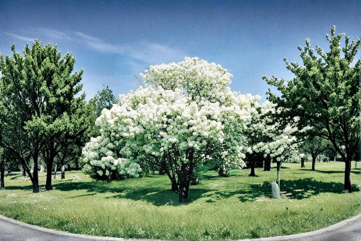 Snowball Bush Live Plant – 2 ft Tall Viburnum opulus ‘Roseum’ White Flowering Shrub for Garden Landscape