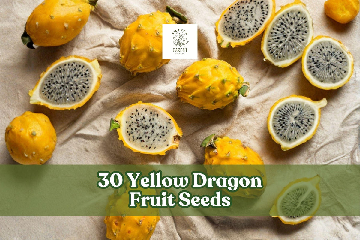 30 Yellow Dragon Fruit Seeds – Selenicereus megalanthus Tropical Climbing Cactus for Exotic Fruit Garden
