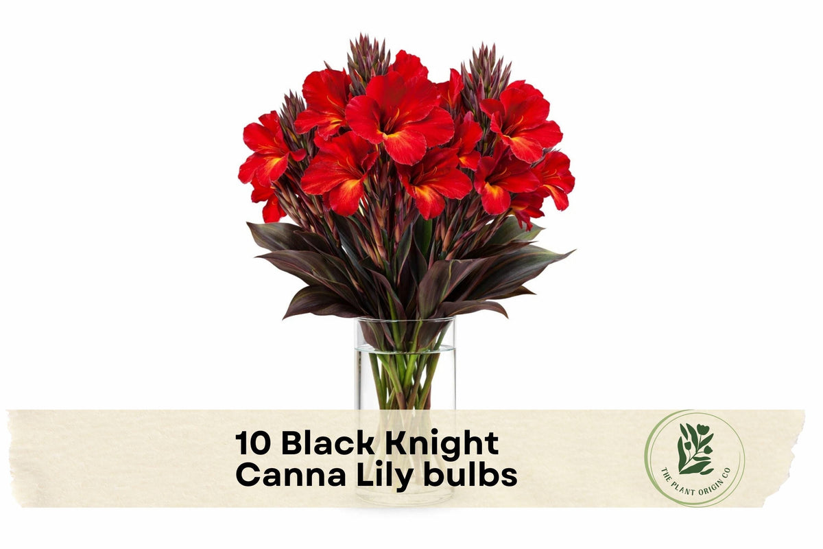 Black Knight Canna Lily Bulbs – 10 Premium Canna indica Tropical Flowering Perennials with Deep Red Blooms & Dark Foliage