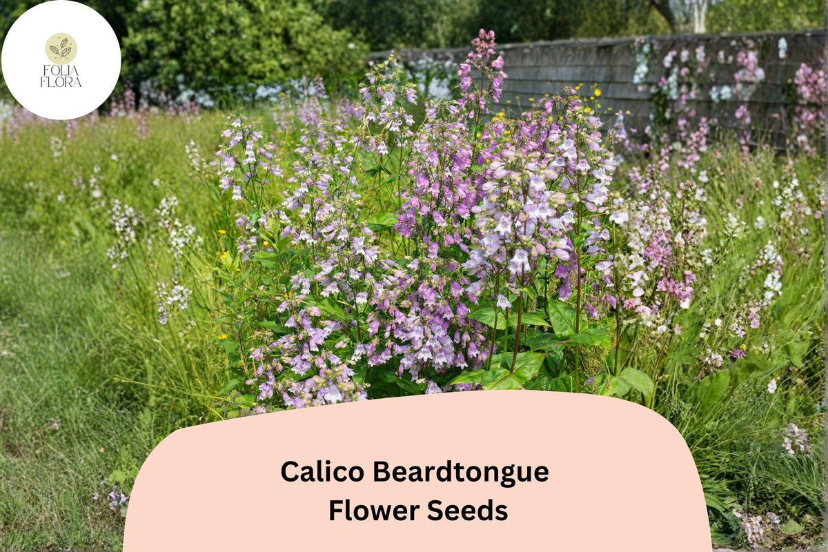 Calico Beardtongue Seeds – Penstemon calycosus Native Wildflower for Pollinator Gardens, Prairie, and Native Plant Landscaping