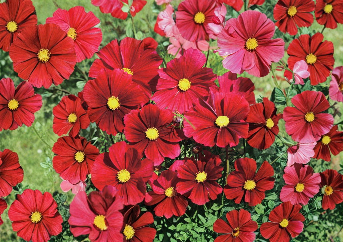 Cosmos Dazzler Seeds – 100 Pink Annual Flower Seeds for Bright Summer Blooms, Pollinator Garden, Cut Flowers
