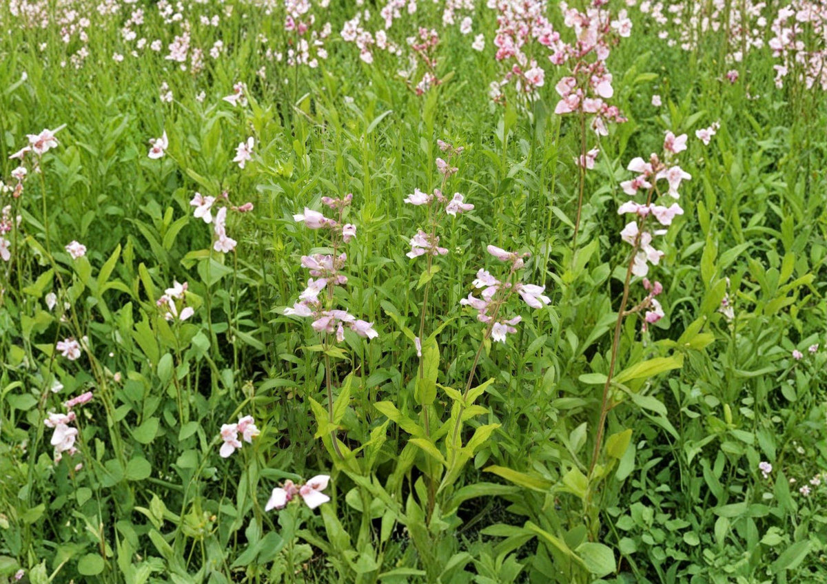 Canyon Beardtongue Seeds – Native Pink Tubular Wildflower Plant, Penstemon comarrhenus, 50 Seeds for Native Gardens & Pollinator Gardens