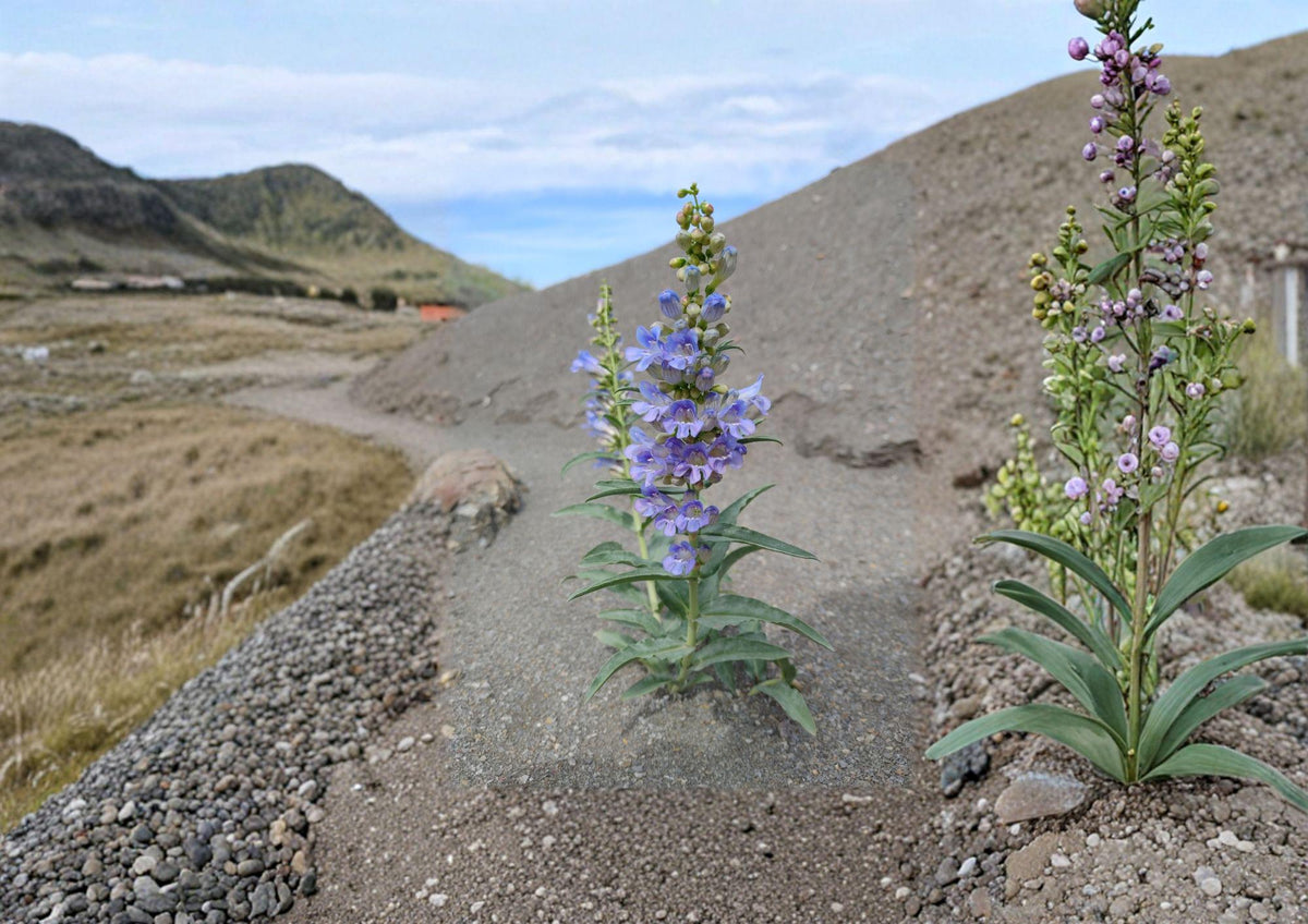 Penstemon Glaber Seeds – 50 Alpine Native Blue Flower Seeds for Rock Gardens, Drought Tolerant, Pollinator Friendly, Scientific Name: Penstemon glaber