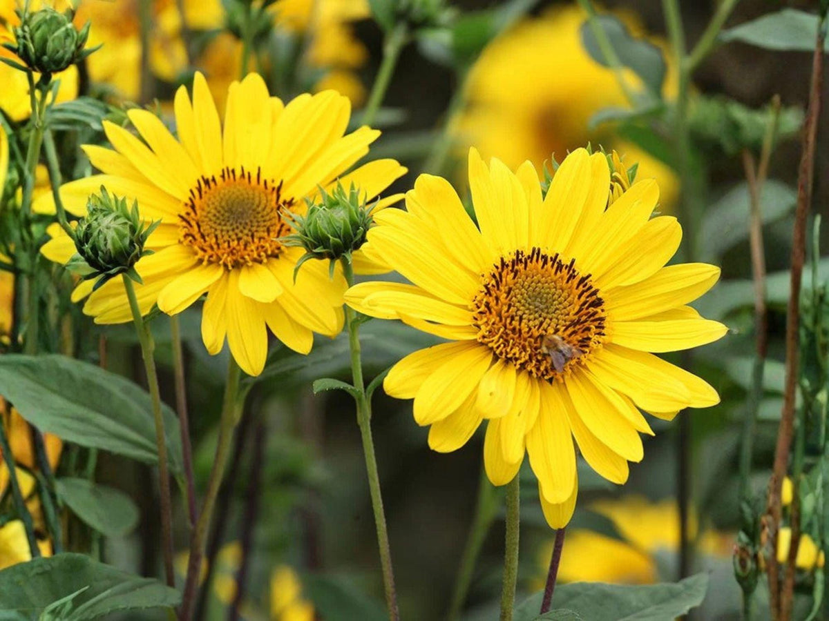 Early Sunflower Seeds – 100 Heliopsis helianthoides Perennial Flower Seeds for Pollinator Gardens, Borders & Cut Flowers