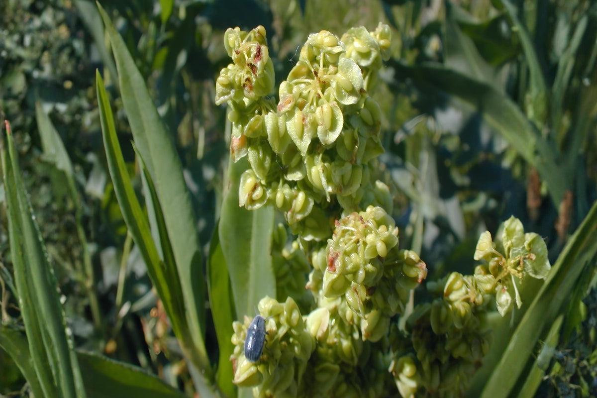 Pale Dock Seeds (Rumex altissimus) Native Wildflower for Moist Soils & Wildlife Habitats, 100 Seeds