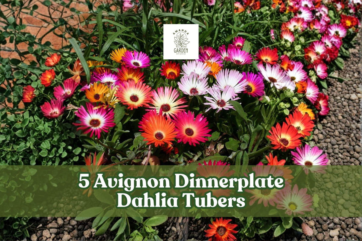 Ice Plant Seeds – 100+ Mix Flowering Groundcover Seeds Dorotheanthus bellidiformis, Vibrant Colorful Blooms
