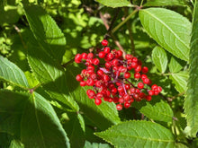 Red Elderberry Seeds – Heirloom Non-GMO Sambucus racemosa for Wildlife Gardens and Natural Landscapes