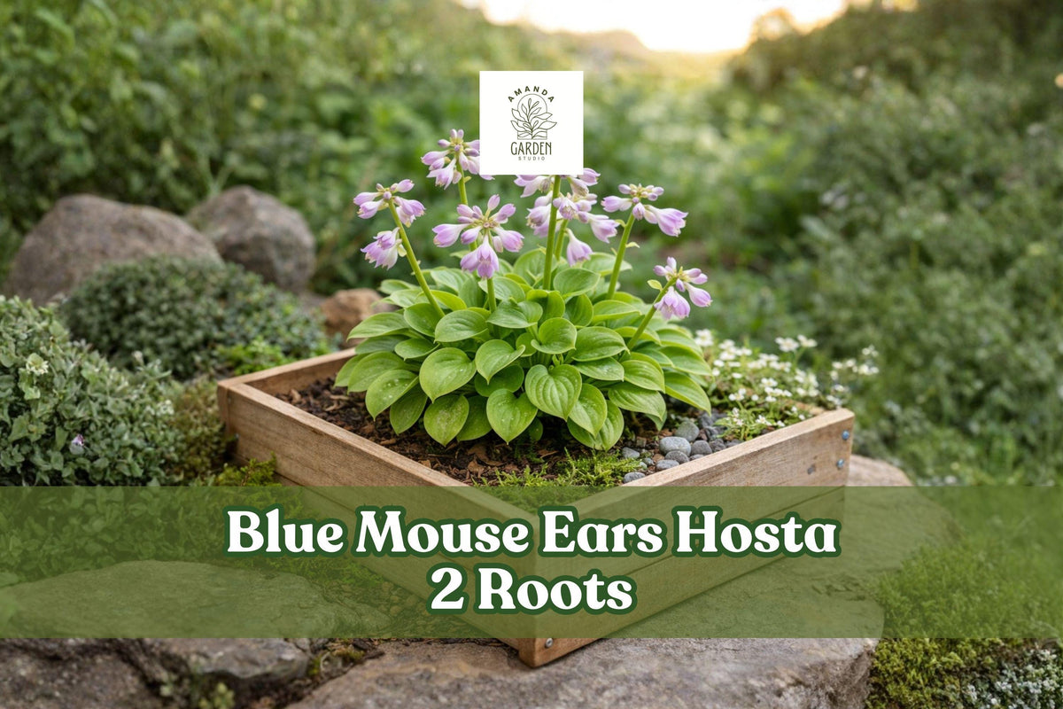 Blue Mouse Ears Hosta 2 Roots – Mini Blue Shade Plant, Herbaceous Perennial, Lavender Flowers, Compact Foliage, Hosta ‘Blue Mouse Ears’