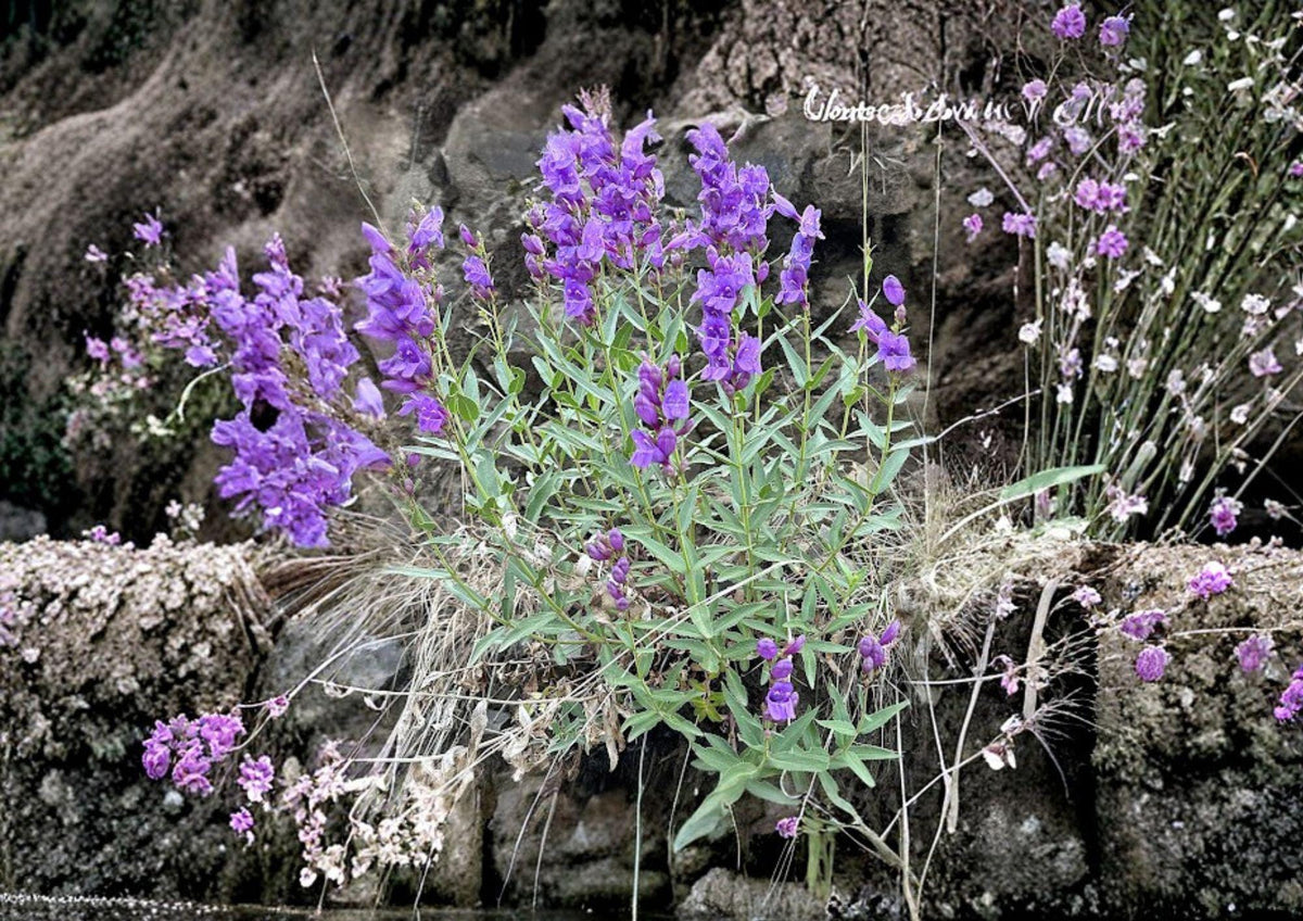 Penstemon Venustus Seeds – 50 Native Wildflower Seeds for Showy Blue Purple Beardtongue Garden, Perennial, Pollinator Friendly