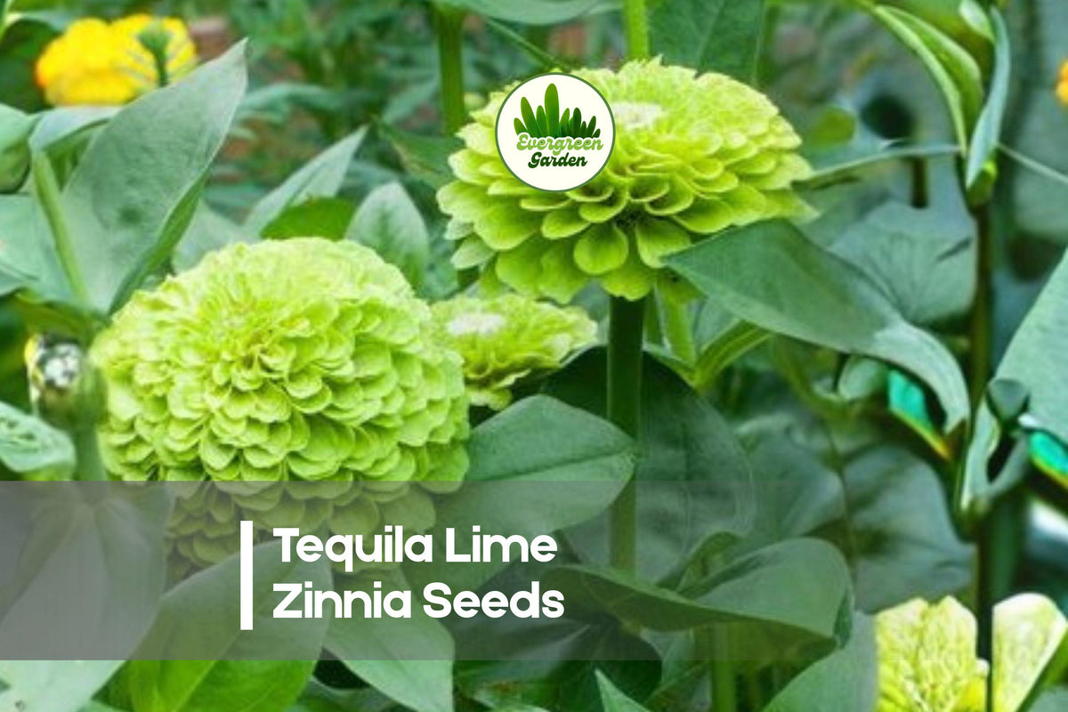 Tequila Lime Zinnia Seeds, Bright Lime Green Flowers, Pollinator-Friendly, Zinnia elegans, Summer Annual