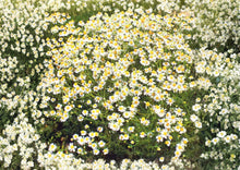 German Chamomile Seeds 3000+ Heirloom Medicinal Herb Groundcover Matricaria chamomilla, Fragrant Annual Flower for Tea & Pollinators