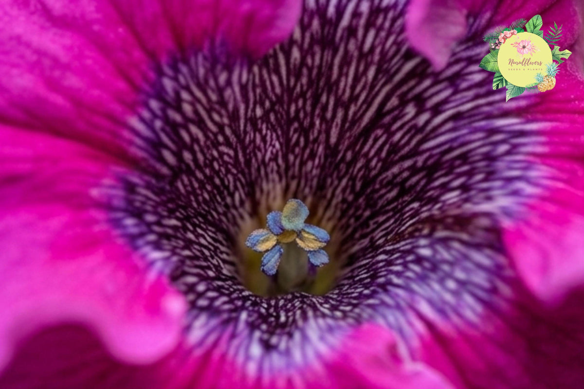 Petunia Seeds 175 Count – Annual Flower Garden Seeds for Bright Color – Petunia × hybrida