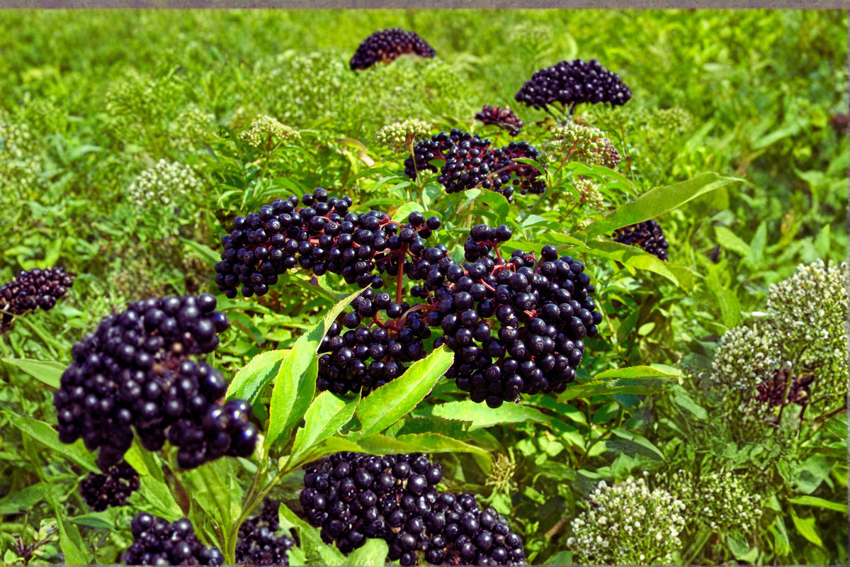 American Elderberry Cuttings 10 Dormant Sambucus canadensis Native Shrub for Fruit & Wildlife