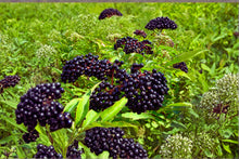 American Elderberry Cuttings 10 Dormant Sambucus canadensis Native Shrub for Fruit & Wildlife