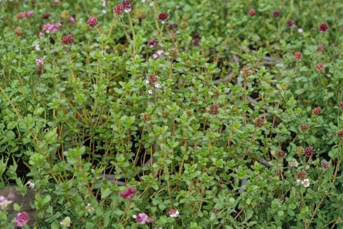 Heirloom Thyme Seeds, Culinary Herb, Aromatic Thymus vulgaris, Non-GMO, Herb Garden, Kitchen Garden, Container Plant, Perennial