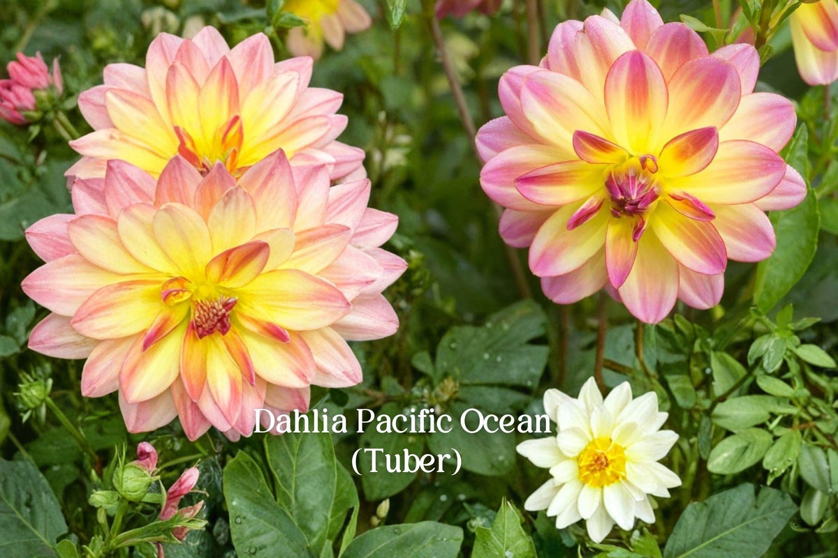 Dahlia ‘Pacific Ocean’ Tuber | Pink Yellow Bicolor Flowering Plant | Perennial Garden Bulb | Full Sun, Cut Flower, Container Friendly