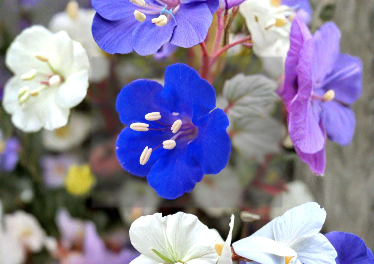 California Bluebells Seeds – Phacelia campanularia, Desert Wildflower, Cobalt-Blue Bell-Shaped Flowers, Pollinator Friendly, 100 Seeds