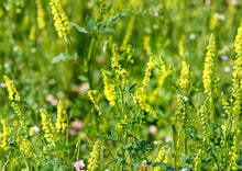 Yellow Blossom Sweet Clover Seeds – Fragrant Cover Crop, Nitrogen Fixing, Pollinator Friendly, Melilotus officinalis