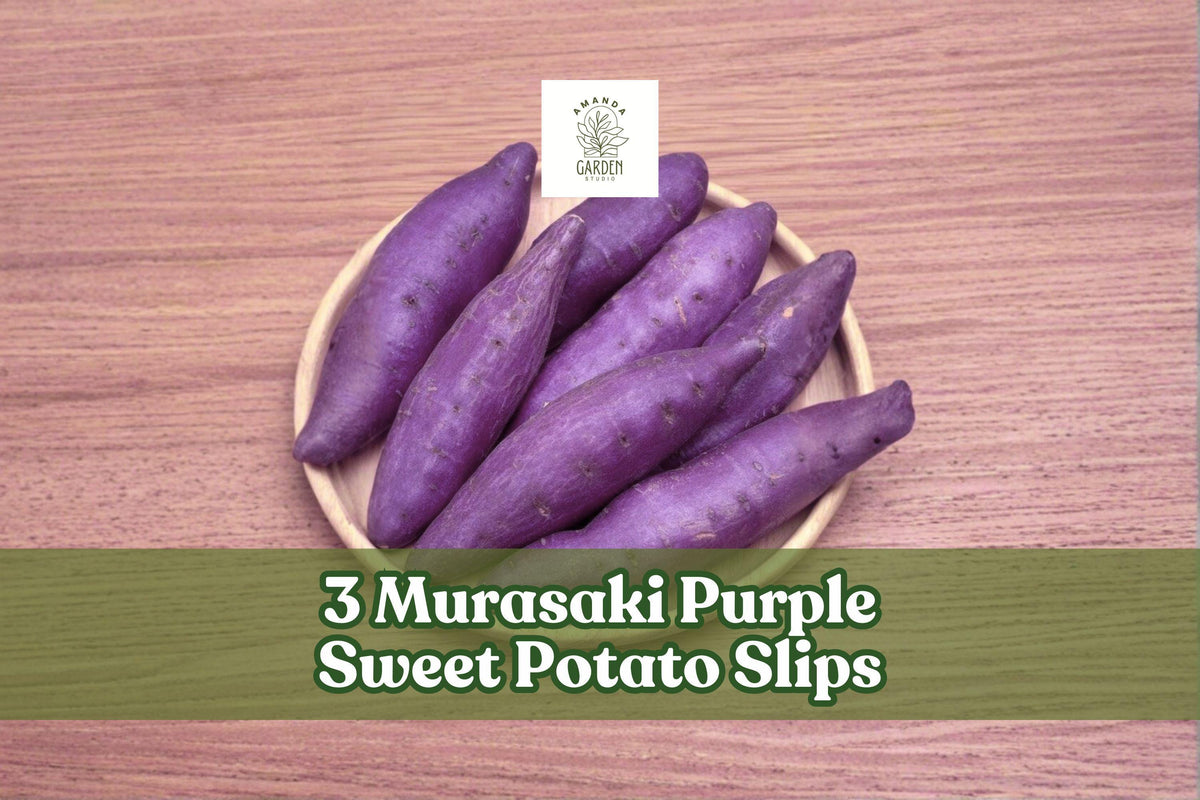 3 Murasaki Purple Sweet Potato Slips – Vegetable Garden Plants, Ipomoea batatas, Spreading Vine, Purple Skin, Full Sun