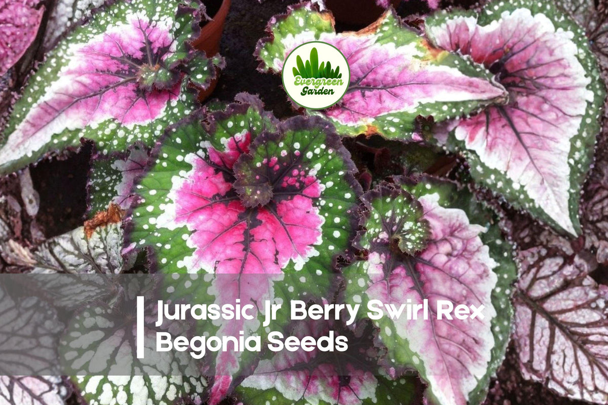 25+ Jurassic Jr Berry Swirl Rex Begonia Seeds - Ornamental Foliage Plant, Begonia rex-cultorum, Berry Red & Silver Swirl