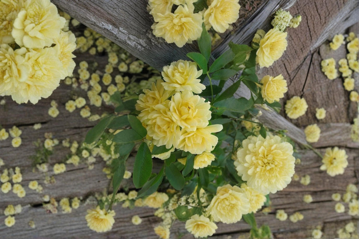 Yellow Lady Banks Climbing Rose Cuttings – Rosa banksiae lutea, Full Sun, Thornless, Spring Blooms, Garden Trellis, Fence Coverage