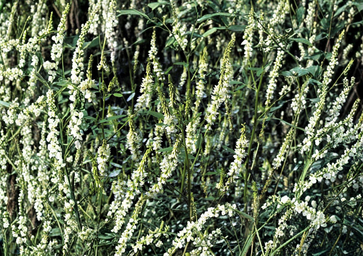 White Sweet Clover Seeds – Fragrant Cover Crop for Meadows, Pollinator Gardens, and Soil Improvement (Melilotus alba)