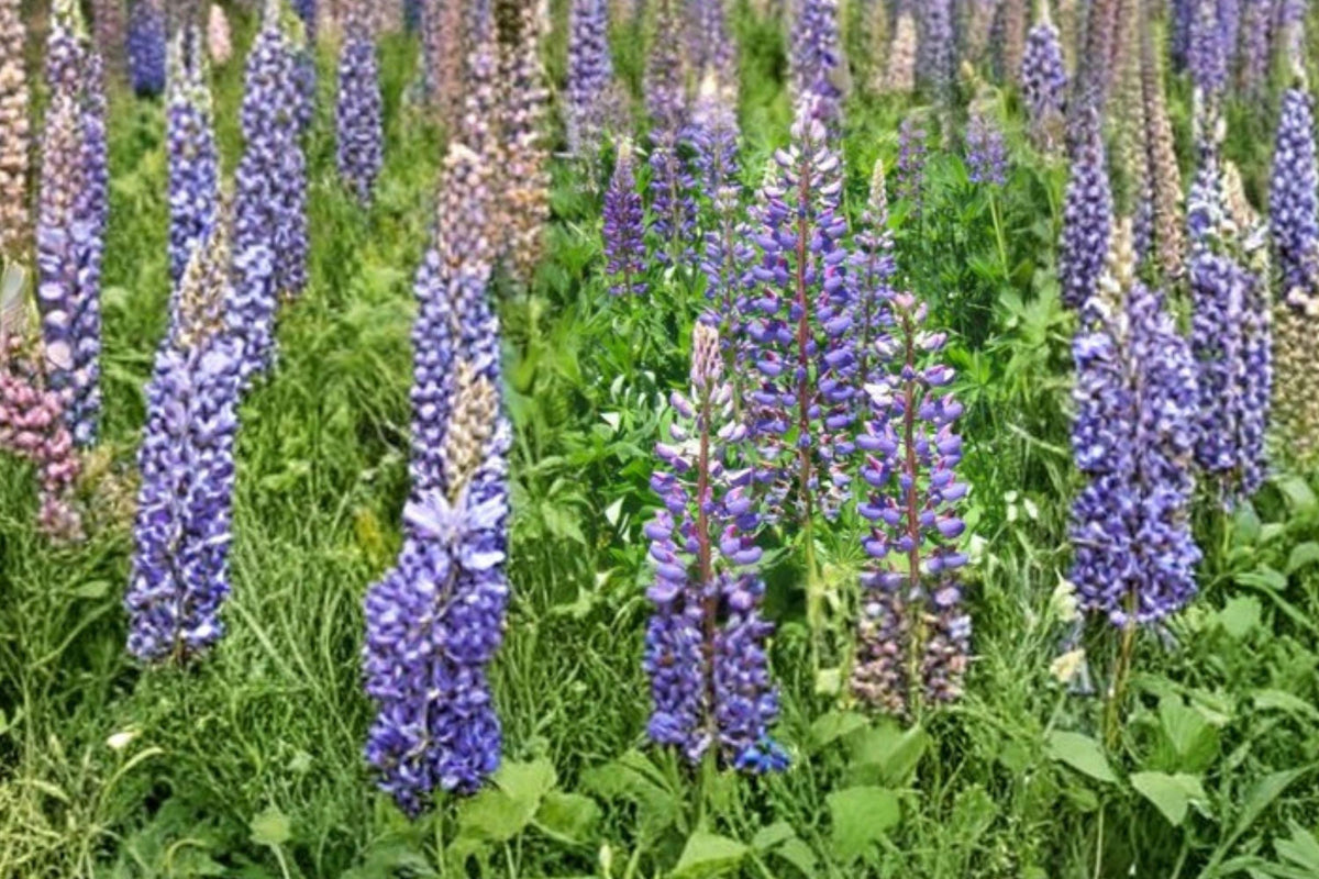 Lupine Seeds – Tall Colorful Flower Spikes for Gardens, Borders, Pollinators – Lupinus polyphyllus Lindl. (20 Seeds)