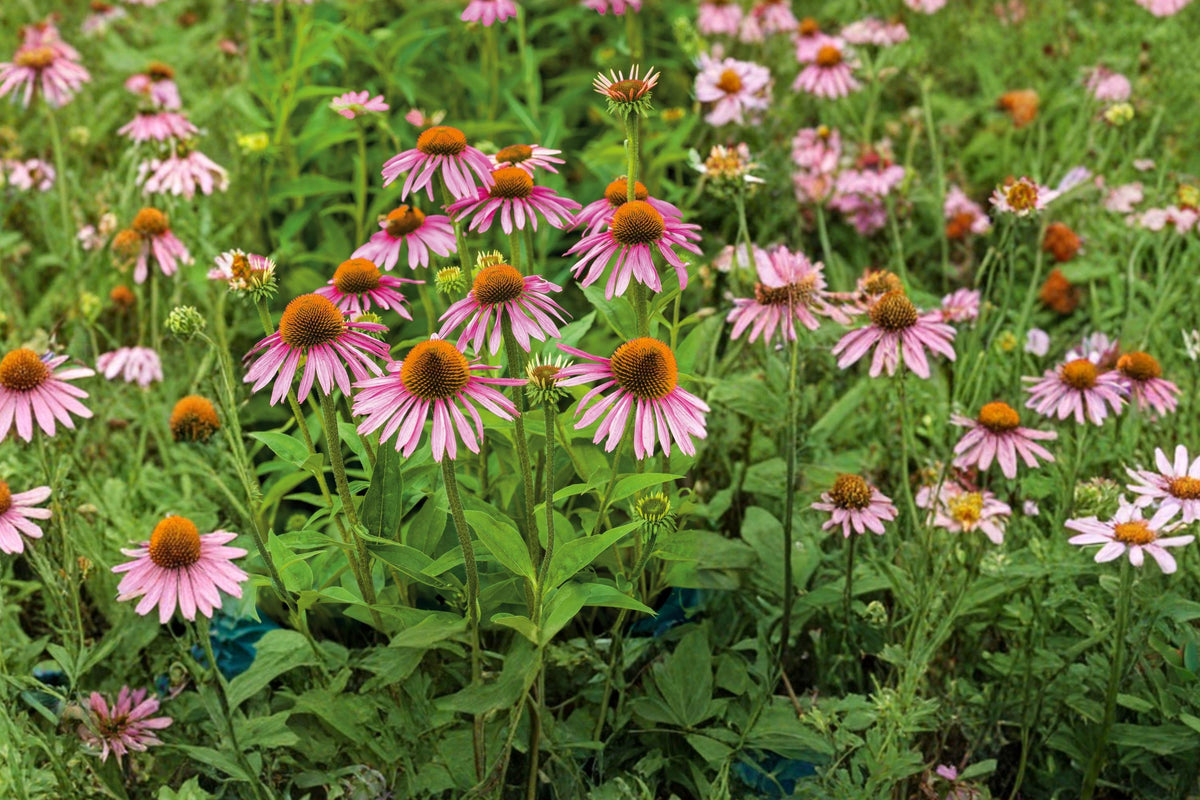 Purple Coneflower Seeds – Echinacea purpurea, Hardy Perennial for Pollinator Gardens, Sunny Borders, Wildflower Plant