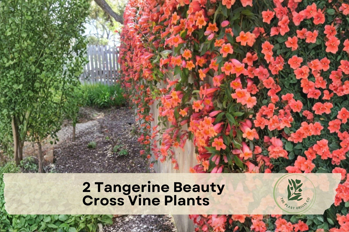 2 Live Tangerine Beauty Cross Vine Plants - Bignonia capreolata Climbing Vine with Vibrant Yellow, Orange & Red Flowers